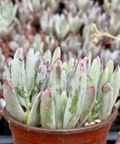 Lady Fingers Succulent Live Plant 4