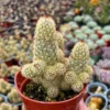 Ladyfinger Cactus Cluster 4-6 Inch Pot Succulent Plant - Mammillaria Elongata