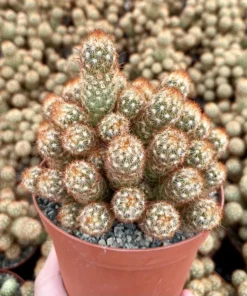 Ladyfinger Cactus Cluster 4-6 Inch Pot Succulent Plant - Mammillaria Elongata