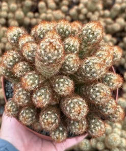 Ladyfinger Cactus Cluster 4-6 Inch Pot Succulent Plant - Mammillaria Elongata