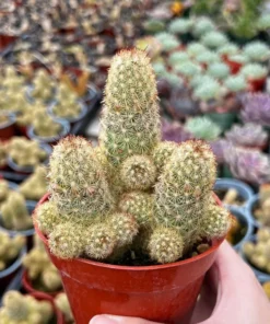 Ladyfinger Cactus Cluster 4-6 Inch Pot Succulent Plant - Mammillaria Elongata