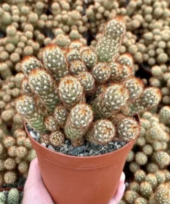Ladyfinger Cactus Cluster 4-6 Inch Pot Succulent Plant - Mammillaria Elongata