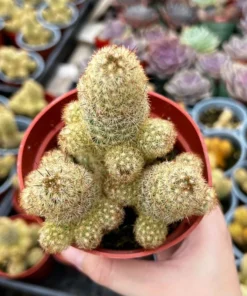 Ladyfinger Cactus Cluster 4-6 Inch Pot Succulent Plant - Mammillaria Elongata