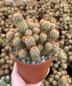 Ladyfinger Cactus Cluster 4-6 Inch Pot Succulent Plant - Mammillaria Elongata