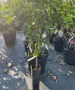 Lakeland Limequat Tree (grafted) 2 feet tall. Free shipping