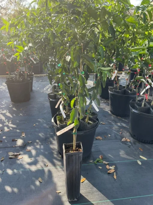 Lakeland Limequat Tree (grafted) 2 feet tall. Free shipping