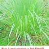 Lemongrass 300+ Seeds Lemon Grass Mosquito Deterrent - Grass Seeds For Lawn