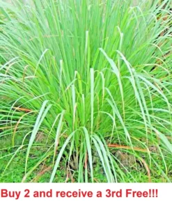 Lemongrass 300+ Seeds Lemon Grass Mosquito Deterrent - Grass Seeds For Lawn