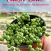 Limited Offer: 4'' String of Pearls, Cute Succulent Gift