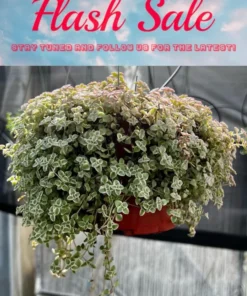 Limited Offer: 4'' String of Pearls, Cute Succulent Gift