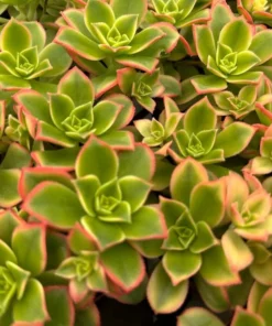 Limited Offer: 4'' String of Pearls, Cute Succulent Gift