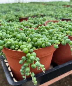 Limited Offer: 4'' String of Pearls, Cute Succulent Gift
