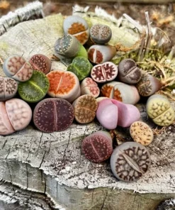 Lithops, Living Stones, Pebble Plants 0.3" to 0.7", Dintheranthus pole-evansii Golf Ball 0.6", Conophytum calculus 0.5", ship in bare roots