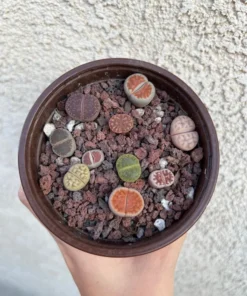 Lithops, Living Stones, Pebble Plants 0.3
