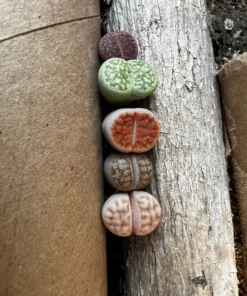 Lithops, Living Stones, Pebble Plants 0.3