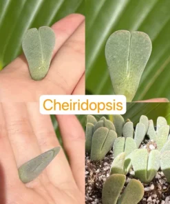 Lithops, Living Stones, Pebble Plants 0.3