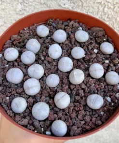 Lithops, Living Stones, Pebble Plants 0.3