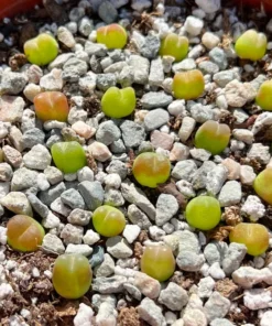 Lithops, Living Stones, Pebble Plants 0.3