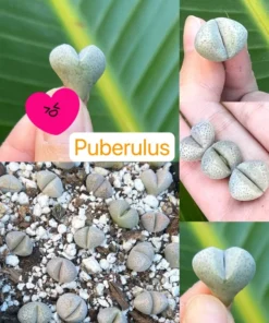 Lithops, Living Stones, Pebble Plants 0.3