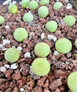 Lithops, Living Stones, Pebble Plants 0.3