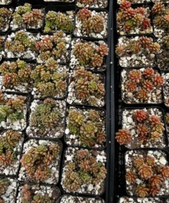 Little Gem Cremnosedum Succulent 2 Inch Pot - Easy Care Succulent