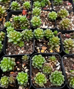 Little Gem Cremnosedum Succulent 2 Inch Pot - Easy Care Succulent