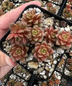 Little Gem Cremnosedum Succulent 2 Inch Pot - Easy Care Succulent