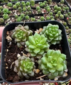 Little Gem Cremnosedum Succulent 2 Inch Pot - Easy Care Succulent