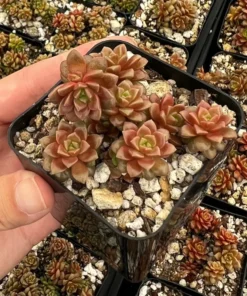 Little Gem Cremnosedum Succulent 2 Inch Pot - Easy Care Succulent