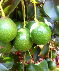 Live HASS Avocado Tree – 14-16 Inch Tall in Gallon Pot, Fast-Growing & Well-Rooted