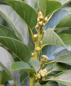 Live HASS Avocado Tree – 14-16 Inch Tall in Gallon Pot, Fast-Growing & Well-Rooted