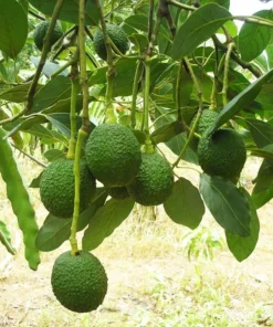Live HASS Avocado Tree – 14-16 Inch Tall in Gallon Pot, Fast-Growing & Well-Rooted