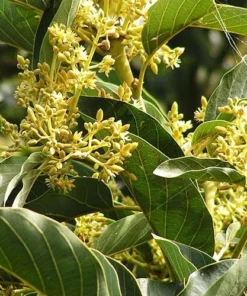 Live HASS Avocado Tree – 14-16 Inch Tall in Gallon Pot, Fast-Growing & Well-Rooted