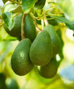 Live HASS Avocado Tree – 14-16 Inch Tall in Gallon Pot, Fast-Growing & Well-Rooted