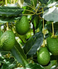 Live HASS Avocado Tree – 14-16 Inch Tall in Gallon Pot, Fast-Growing & Well-Rooted