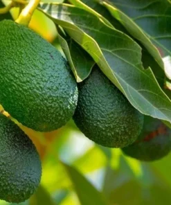 Live HASS Avocado Tree – 14-16 Inch Tall in Gallon Pot, Fast-Growing & Well-Rooted