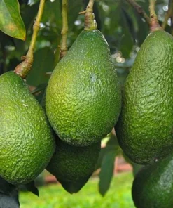 Live HASS Avocado Tree – 14-16 Inch Tall in Gallon Pot, Fast-Growing & Well-Rooted