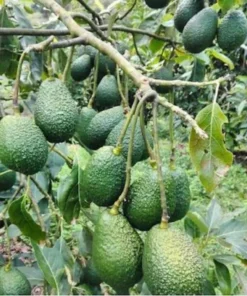 Live HASS Avocado Tree – 14-16 Inch Tall in Gallon Pot, Fast-Growing & Well-Rooted