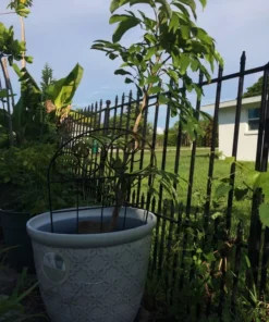 Lychee Fruit Tree 48” ( 4 Ft ) Fruit Tree Live In 15 Gallon Pot / Cây Trái Vải