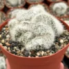 Mammillaria Baumii Crest - Rare White Brain Cactus 6" Pot