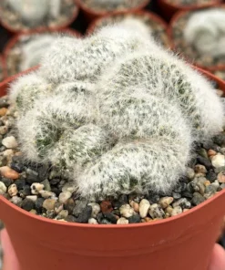 Mammillaria Baumii Crest - Rare White Brain Cactus 6" Pot