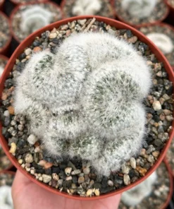 Mammillaria Baumii Crest - Rare White Brain Cactus 6" Pot