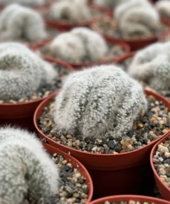Mammillaria Baumii Crest - Rare White Brain Cactus 6