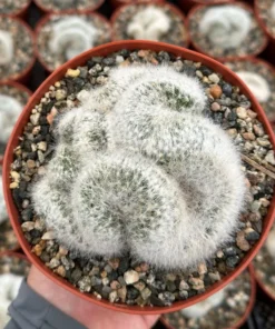Mammillaria Baumii Crest - Rare White Brain Cactus 6
