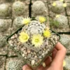 Mammillaria Duwei Cactus Live Plant 3" Pot Rare Succulent