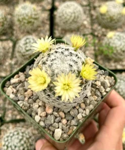 Mammillaria Duwei Cactus Live Plant 3" Pot Rare Succulent