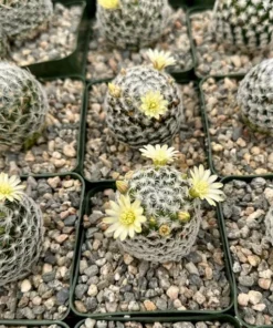 Mammillaria Duwei Cactus Live Plant 3" Pot Rare Succulent