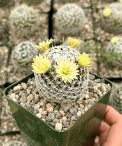 Mammillaria Duwei Cactus Live Plant 3