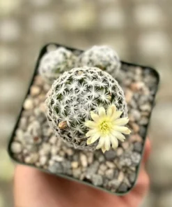Mammillaria Duwei Cactus Live Plant 3