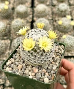 Mammillaria Duwei Cactus Live Plant 3
